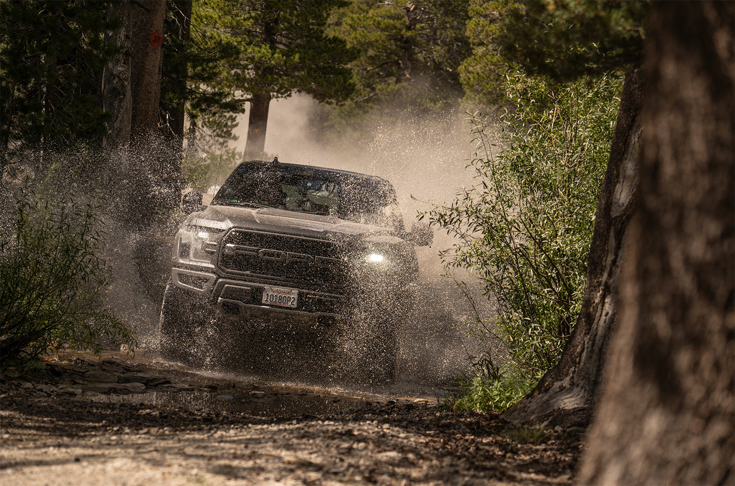 fox-stock-photo-my19-raptor-d.jpg
